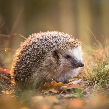 Egels jaarrond voeren: Zo help je deze bijzondere&hellip;