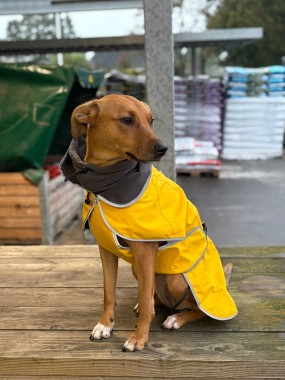 Waarom zou ik mijn hond een jas aantrekken?