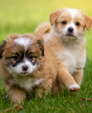 Waarom ontwormen zo belangrijk is voor je hond of kat