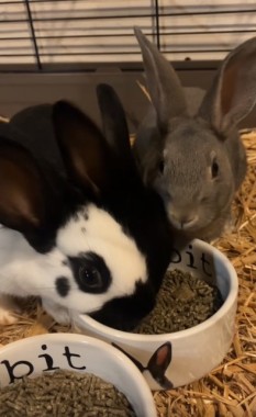 Waarom je nooit je konijn zomaar binnen moet zetten