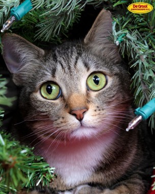 Help! Mijn kat zit in de kerstboom  zo houd je je boom kat-vrij