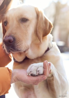 Hoe bescherm je de voetzooltjes van je hond tegen strooizout?