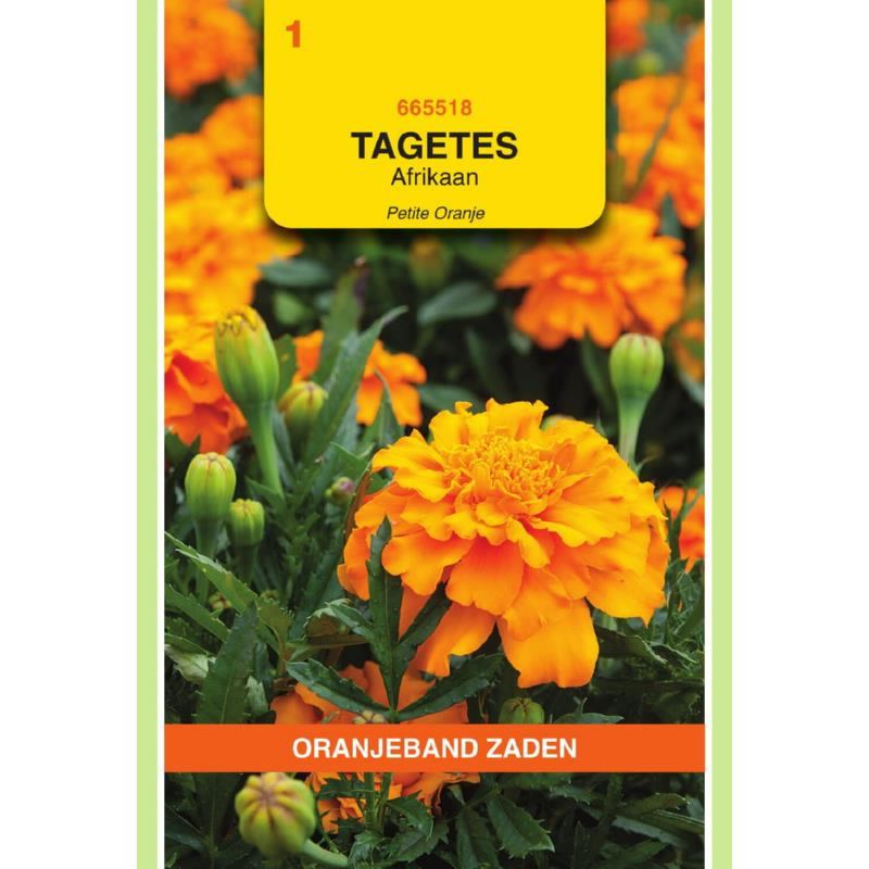 Afrikaan Tagetes Petite Orange h20cm Oranjeband 665518