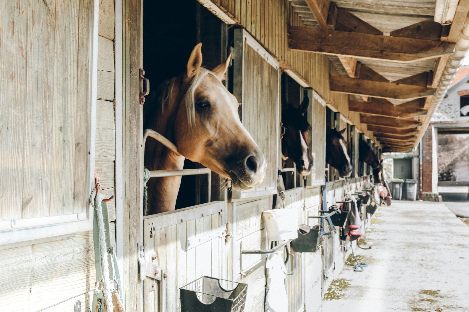Stal benodigdheden & accessoires