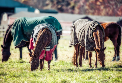 Wassen paardendekens